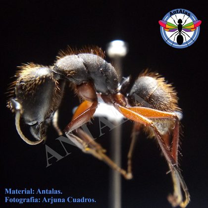 CAMPONOTUS RUFIPES