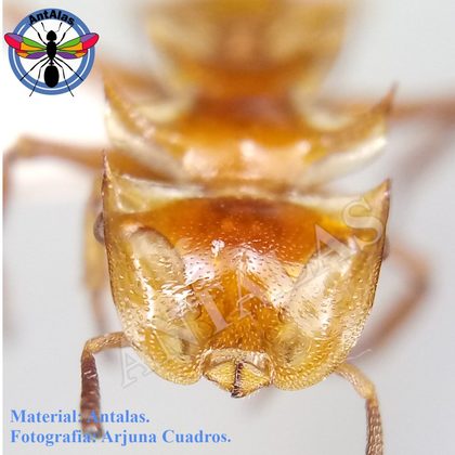 CEPHALOTES