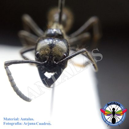 DINOPONERA AUSTRALIS