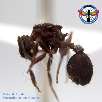 MYCETOMOELLERIUS