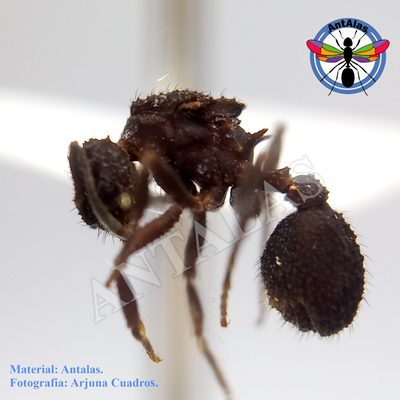 Mycetomoellerius