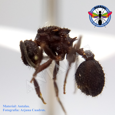 Mycetomoellerius