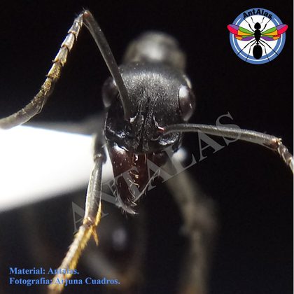 Neoponera hormiga reina