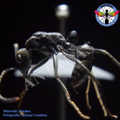 Neoponera colonia de hormigas