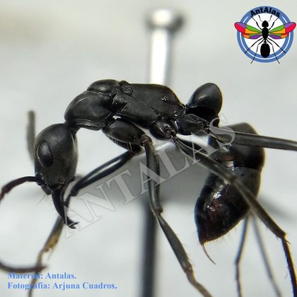 Neoponera vista detalle