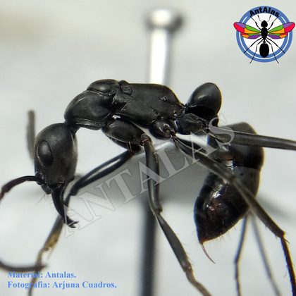 Neoponera