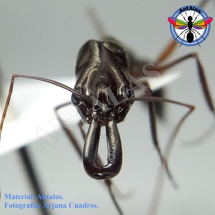 ODONTOMACHUS