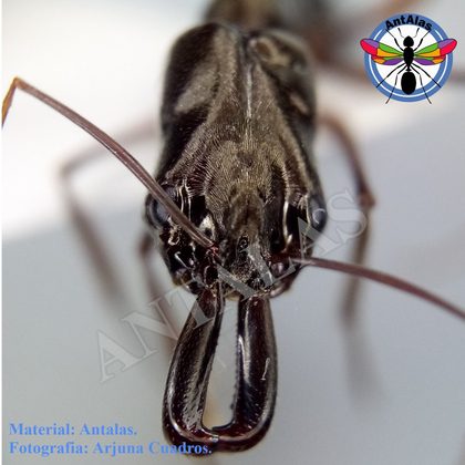 ODONTOMACHUS