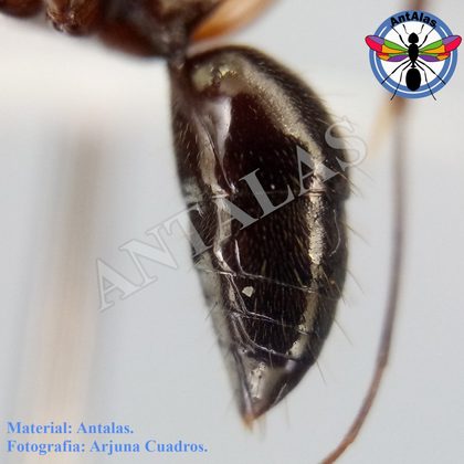 ODONTOMACHUS