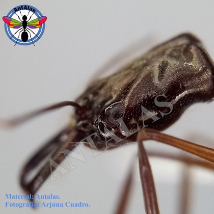ODONTOMACHUS