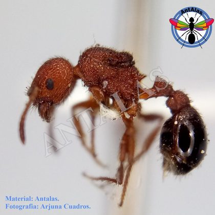 POGONOMYRMEX