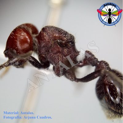 Pogonomyrmex