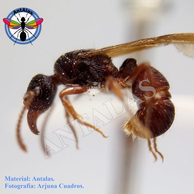 Poneracanta