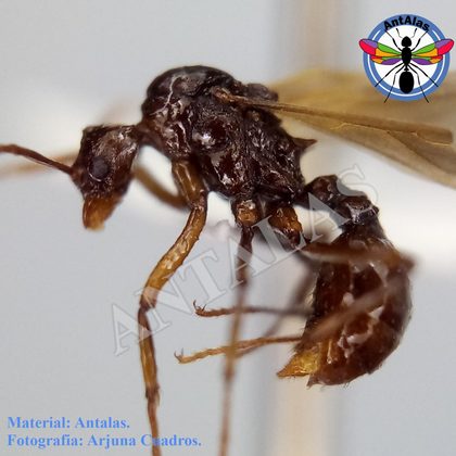 PSEUDOATTA