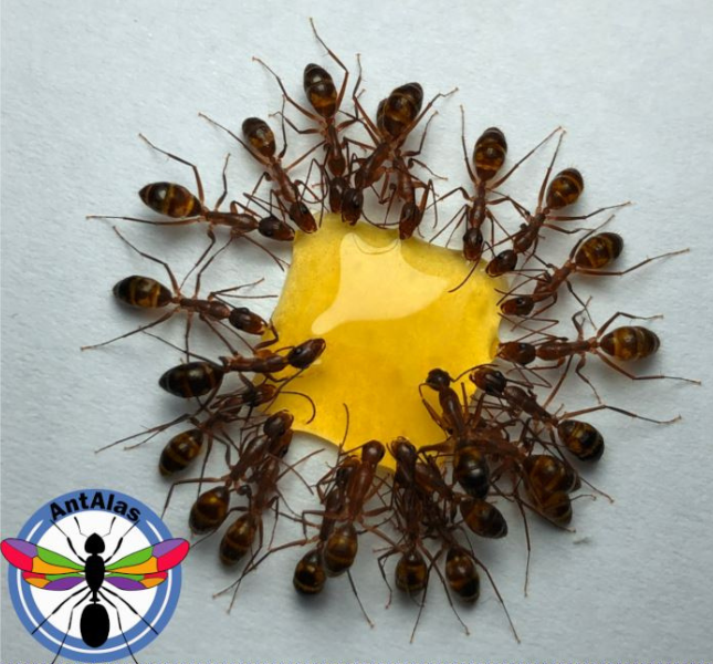 Proteína Imperial Antalas 1